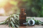 European cannabis