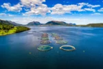 Insects as a sustainable feed ingredient for aquaculture- Sustainable feed critical to meeting global climate targets